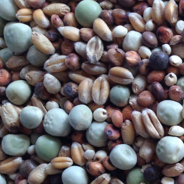 SPINNE Rassetaubenfutter oMoB -Kurzschnäbler 25kg